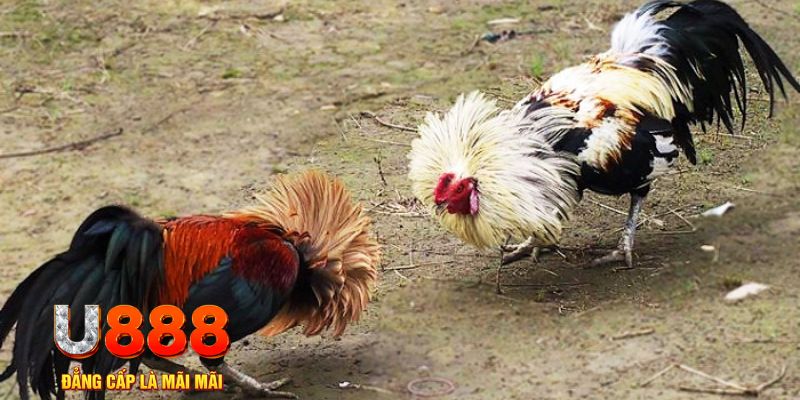 sv66 game nổ hũ là gì